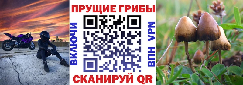 Псилоцибиновые грибы Cubensis  где найти   Гагарин 